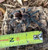 Ecuadorian Tarantula for sale (Pamphobeteus sp. Duran)