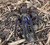 Vietnam Electric Blue Earth Tiger Tarantula for sale (Chilobrachys sp. )