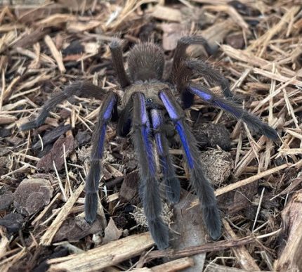 Vietnam Electric Blue Earth Tiger Tarantula for sale (Chilobrachys sp. )
