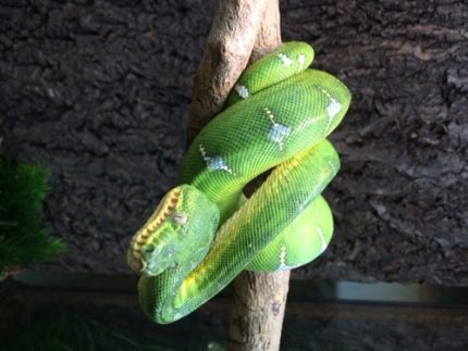 Juvenile Emerald Tree Boas for sale