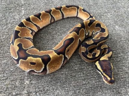 Enchi Ball Pythons for sale (Python regius)