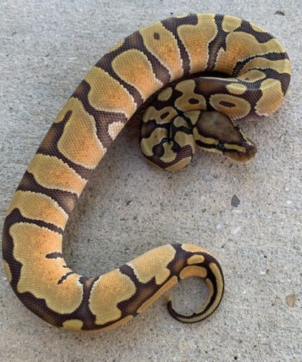 Enchi Ghost Ball Python for sale