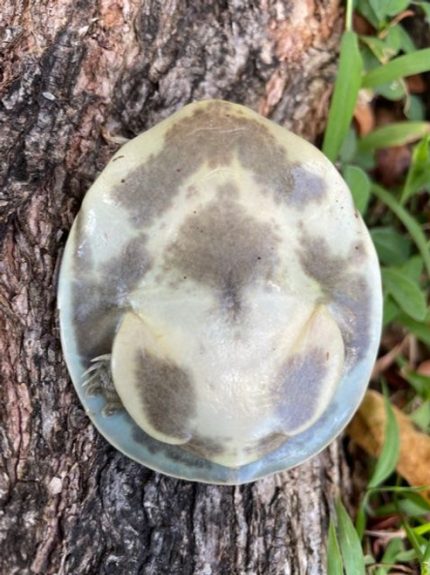 Senegal Flap Shell Turtle for sale (Cyclanorbis senegalensis)