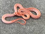 Extreme Reverse Okeetee Tessera Corn Snake for sale