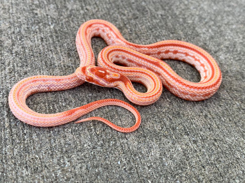 Extreme Reverse Okeetee Tessera Corn Snake for sale Extreme Reverse Okeetee Tessera Corn Snake for sale
