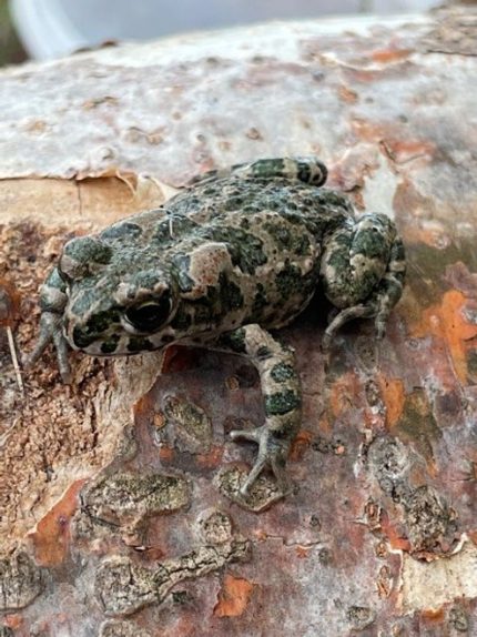 European Green Toad for sale