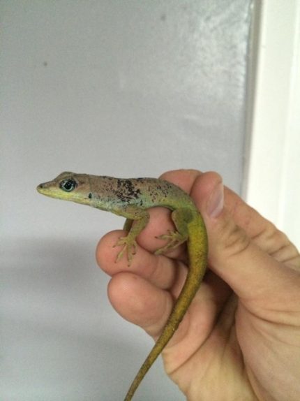Barbados Anoles for sale
