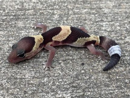 African Fat Tail Gecko for sale