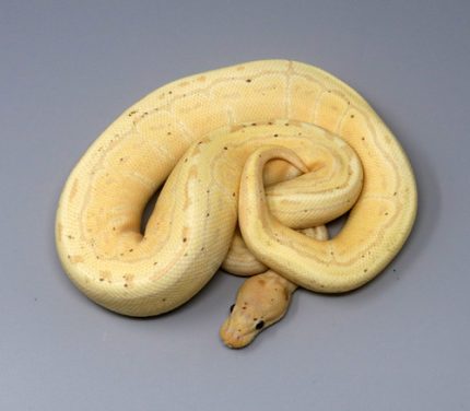 Female CG Pin 14C-7F.jpg