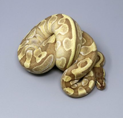 Female Enchi Butter 6B-12F.jpg