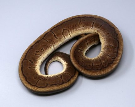 Female HGW Pin 7A-8F.jpg