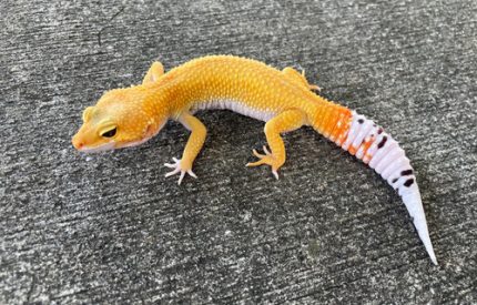 Leopard Geckos for sale - females | Snakes at Sunset