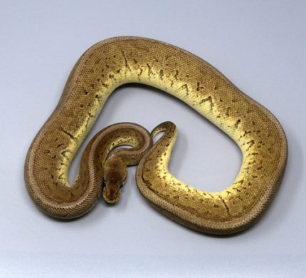 Female Pewter Blast 13B-13F.jpg