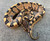 Fire Ball Python for sale | Snakes at Sunset
