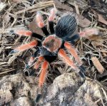 Mexican FireLeg Tarantula for Sale (Brachypelma boehmei)