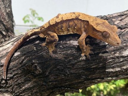 Crested Geckos for sale | Snakes at Sunset