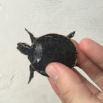 Florida Soft Shell Turtle for sale (Apalone ferox)