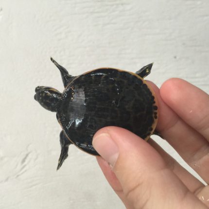 Florida Soft Shell Turtle for sale (Apalone ferox)