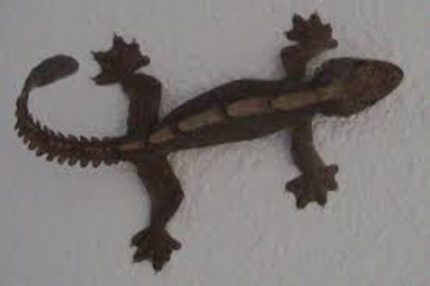 Flying Geckos for sale