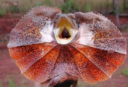 Frilled Dragon Lizard for sale