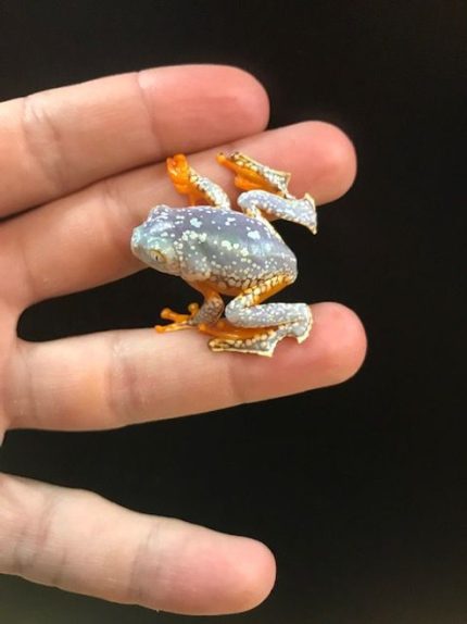 Amazon Fringed Leaf Frog for sale
