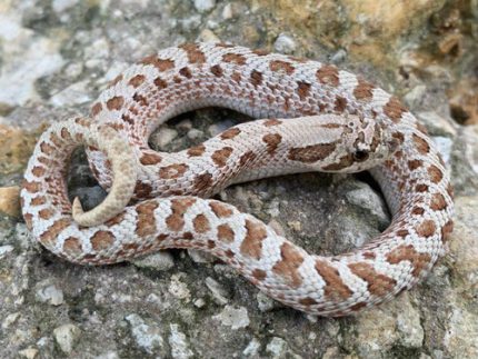 Frosted Western Hognose for sale