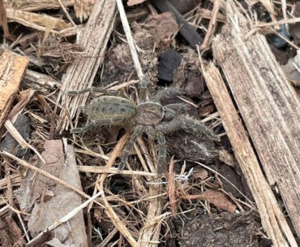 Fort Hall Baboon Tarantula for sale (Pterinochilus lugardi)