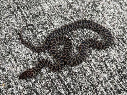 Spotted Pythons for sale