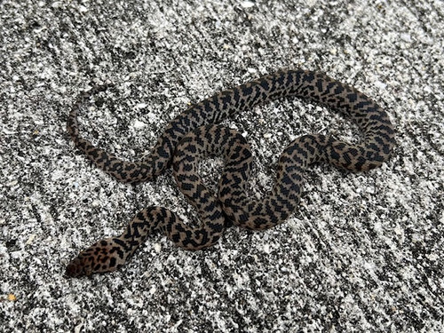 Spotted Pythons for sale Spotted Pythons for sale