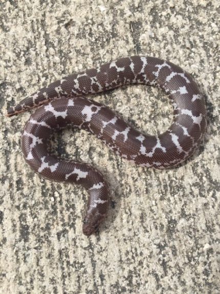 Black and White Sand Boa for sale