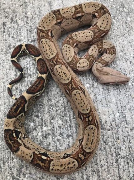 Pastel Colombian Red Tail Boa for sale