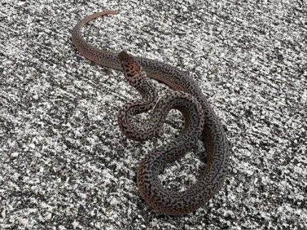 Granite Spotted Python