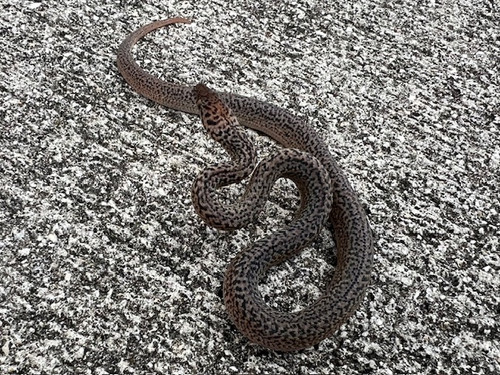 Granite Spotted Python Granite Spotted Python