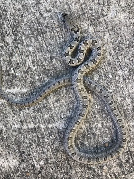 Bairds Rat Snake for sale