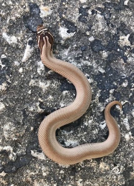 Super Anaconda Phase Hognose for sale