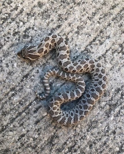 Axanthic Hognose for sale