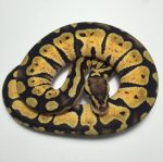 Pastel Ball Pythons for sale (Python regius)