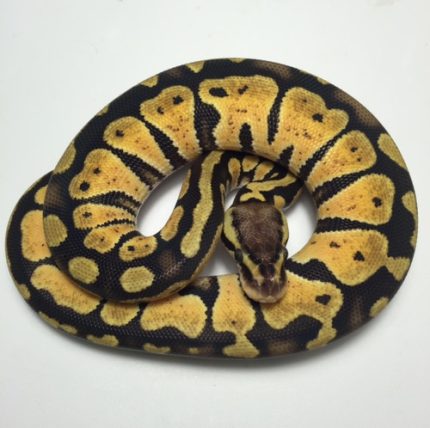 Pastel Ball Pythons for sale (Python regius)