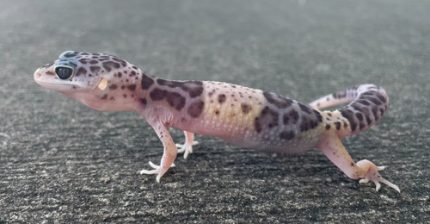 Eublepharis fuscus for sale