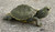 Geographic Map Turtle