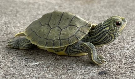 Geographic Map Turtle