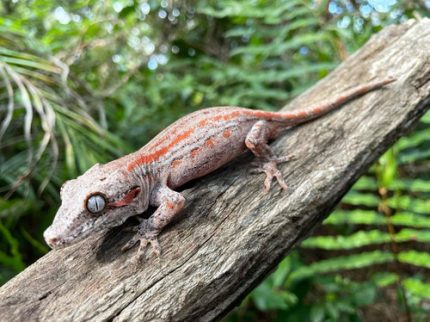 COLORED Gargoyle Gecko BABY for sale (Rhacodactylus auriculatus)