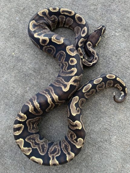 GHI Ball Python for sale | Snakes at Sunset