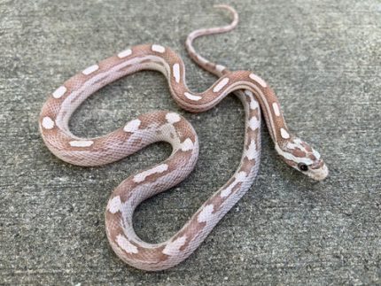 Ghost Motley Corn Snake for sale | Snakes at Sunset