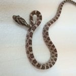 Ghost Corn Snakes for sale