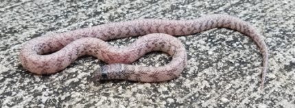 Ghost Florida King Snake for sale