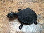 Gibba Sideneck Turtle for sale | Snakes at Sunset