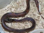Goins Kingsnake For Sale