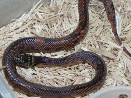 Goins Kingsnake For Sale