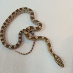 Gold Dust Corn Snake for sale